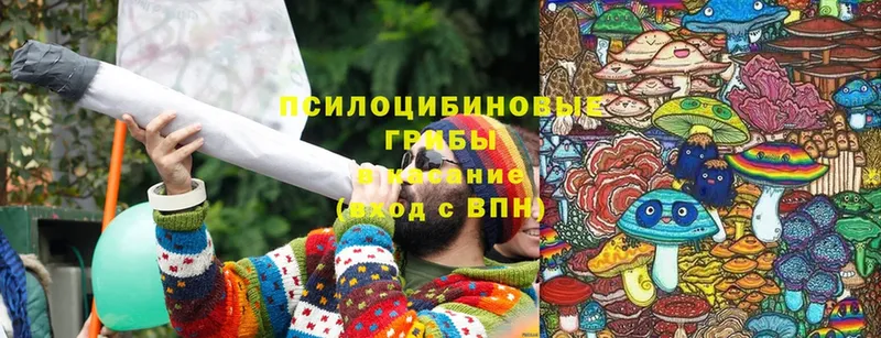 Галлюциногенные грибы Cubensis  Бологое 